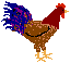 coqani.gif (7853 octets)
