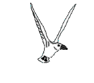 mouette.gif (9574 octets)