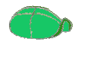 tortue verte anim.gif (7159 octets)