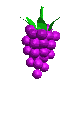 transgrapes_falling_t.gif (27962 octets)