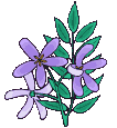 fleurs violettes.gif (11858 octets)
